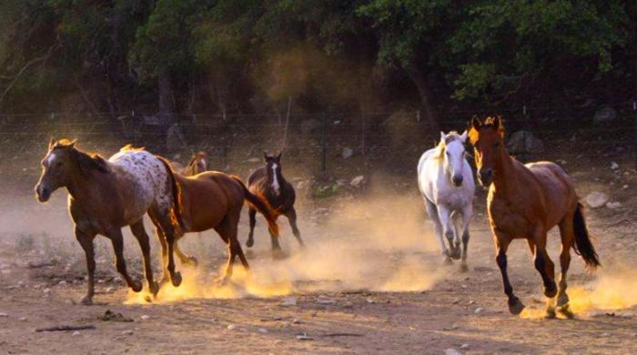 Station touristique Flying L Ranch & Golf Course Bandera